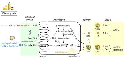 Role of circulating sphingolipids in lipid metabolism: Why dietary lipids matter